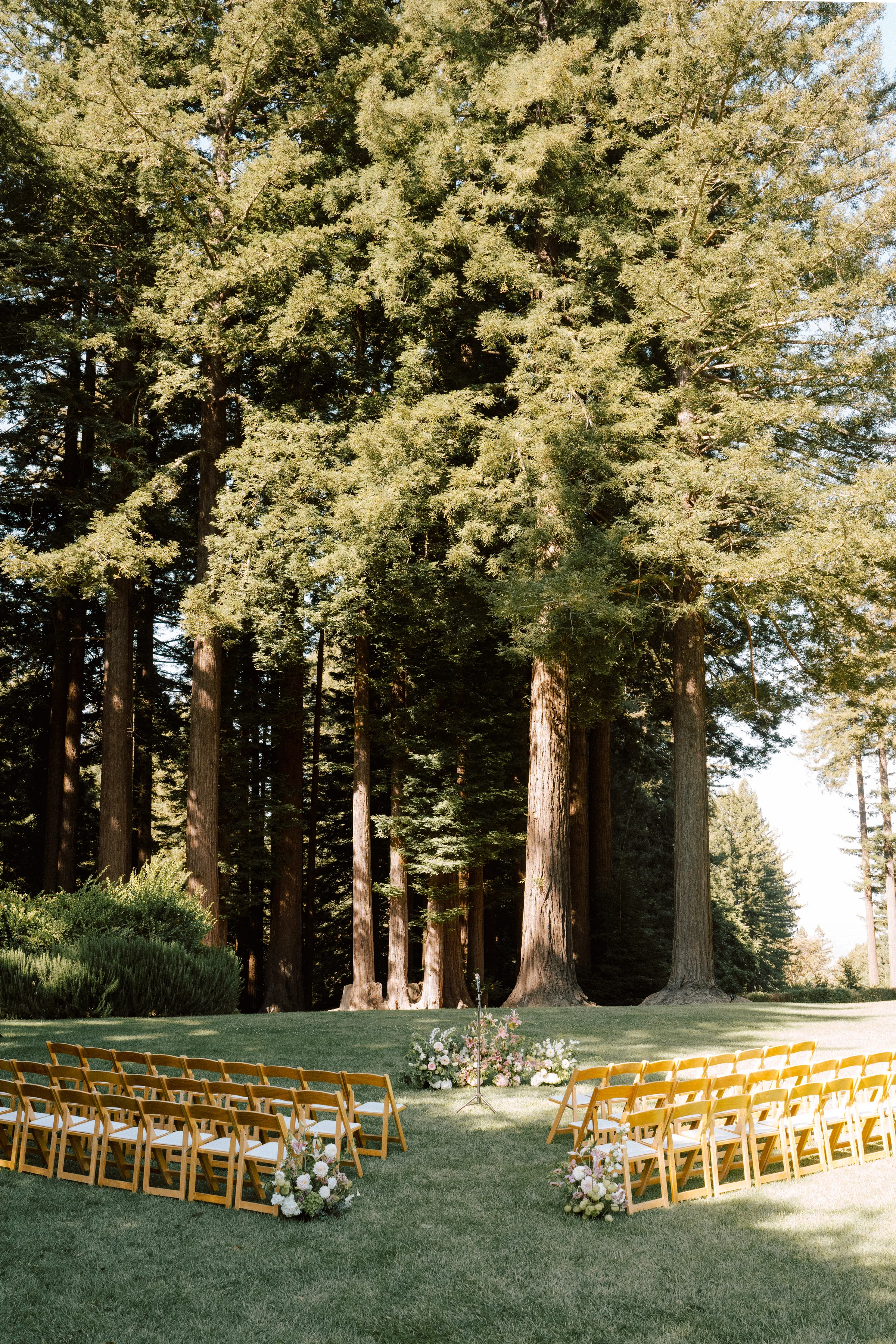 Outdoor ceremony lawn with rows of gold chairs and low floral arrangements beneath tall trees